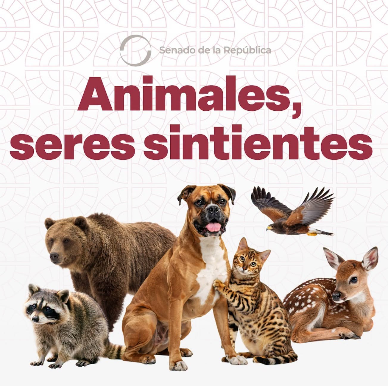 &iexcl;Avance hist&oacute;rico en protecci&oacute;n animal! Aprueba el Senado de la Rep&uacute;blica la Ley general de bienestar, cuidado y protecci&oacute;n de los animales