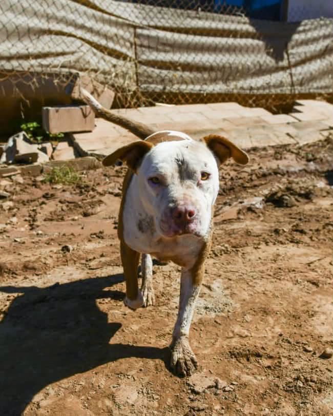 &iexcl;Atenci&oacute;n integral en contingencia! Despliegan brigada de Bienestar Animal en colonias de Ensenada afectadas por 'Rachel'